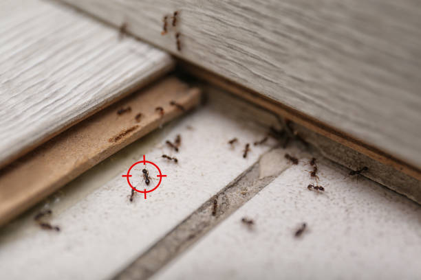 Best Termite Control Services  in Brooksville, FL