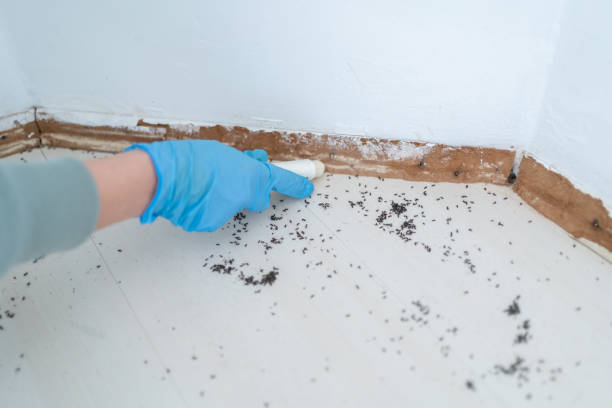 Best Affordable Pest Control Services  in Brooksville, FL